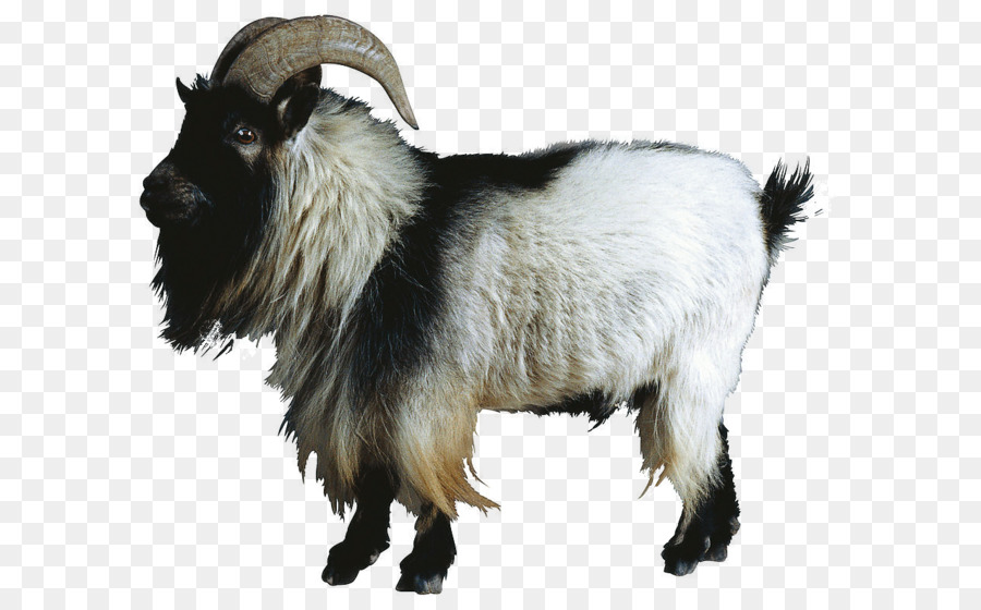 Sheep–goat hybrid Sheep–goat hybrid Cattle - Goat animal png download - 1276*791 - Free Transparent Goat png Download.