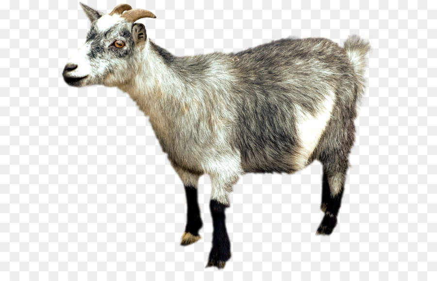 iPhone 6 Plus Altai Mountain goat Sheep - Goat PNG png download - 1786*1540 - Free Transparent Iphone 6 Plus png Download.