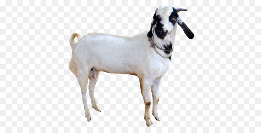 Goat Sheep Cattle Snout - goat png download - 600*450 - Free Transparent Goat png Download.
