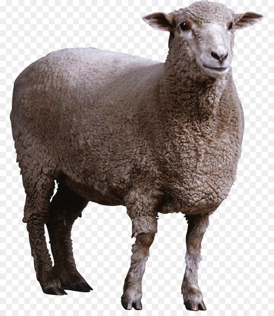 Sheep Goat Clip art - sheep png download - 836*1024 - Free Transparent Sheep png Download.