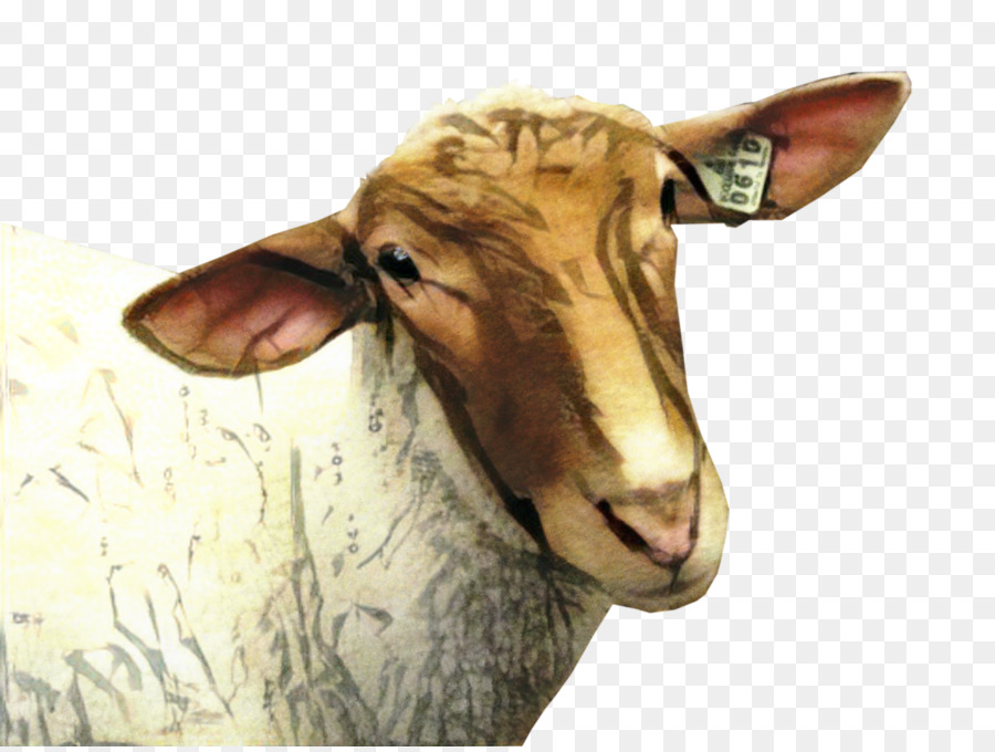 Portable Network Graphics Sheep Clip art Goat Transparency -  png download - 2998*2250 - Free Transparent Sheep png Download.