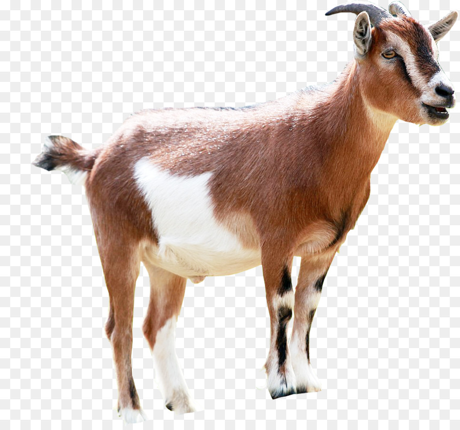 Goat Milking Animal Sales - goat png download - 960*889 - Free Transparent Goat png Download.