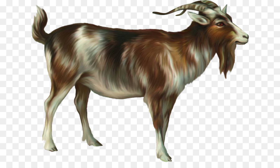 Ahuntz Goat Sheep - goat png download - 700*521 - Free Transparent Ahuntz png Download.