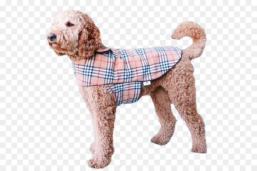 Standard Poodle Miniature Poodle Goldendoodle Cockapoo Spanish Water Dog - trench coat png download - 600*600 - Free Transparent Standard Poodle png Download.