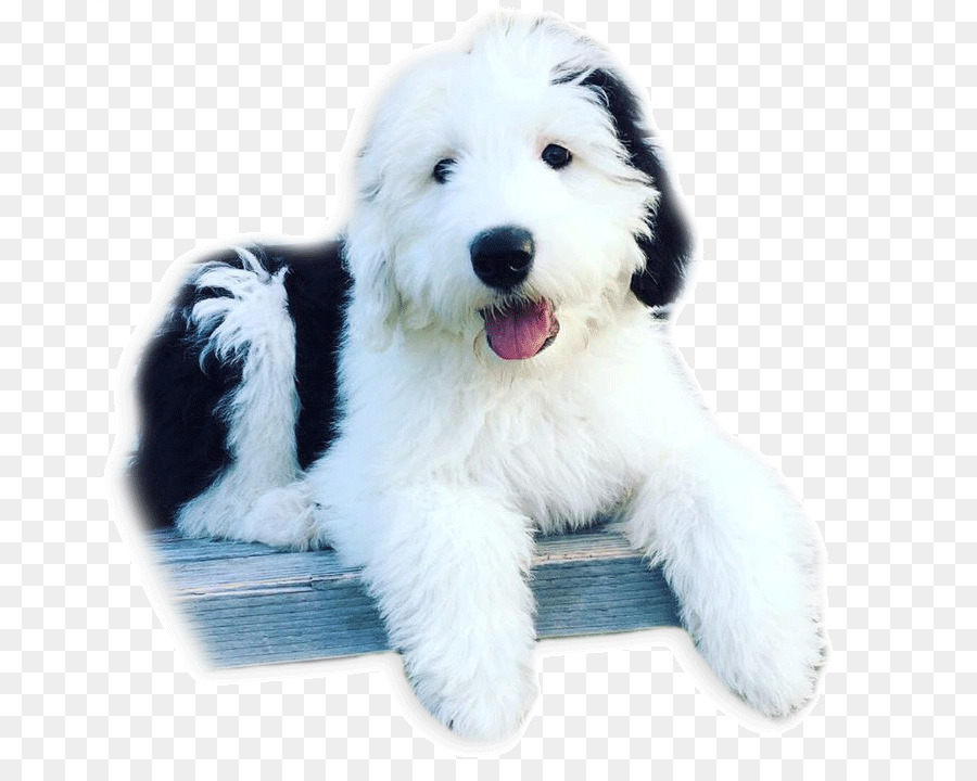 Goldendoodle Old English Sheepdog Polish Lowland Sheepdog Bearded Collie South Russian Ovcharka - puppy png download - 720*720 - Free Transparent Goldendoodle png Download.