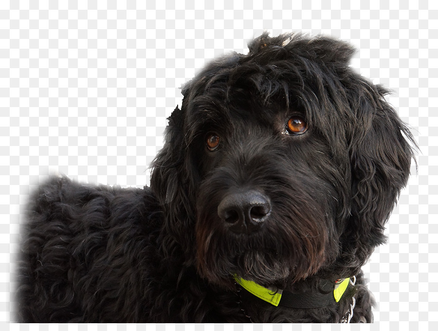 Cockapoo Goldendoodle Portuguese Water Dog Schnoodle Spanish Water Dog - golden retriever png download - 876*664 - Free Transparent Cockapoo png Download.