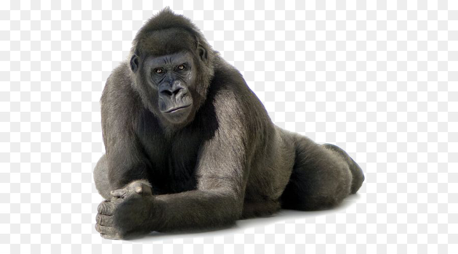 Gorillas - Black gorilla png download - 564*499 - Free Transparent Common Chimpanzee png Download.