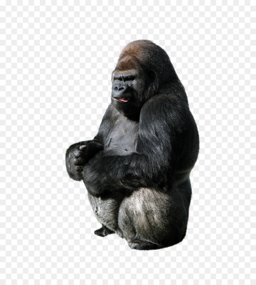 Gorilla Ape Primate - Animal Orangutan png download - 976*1084 - Free Transparent Gorilla png Download.