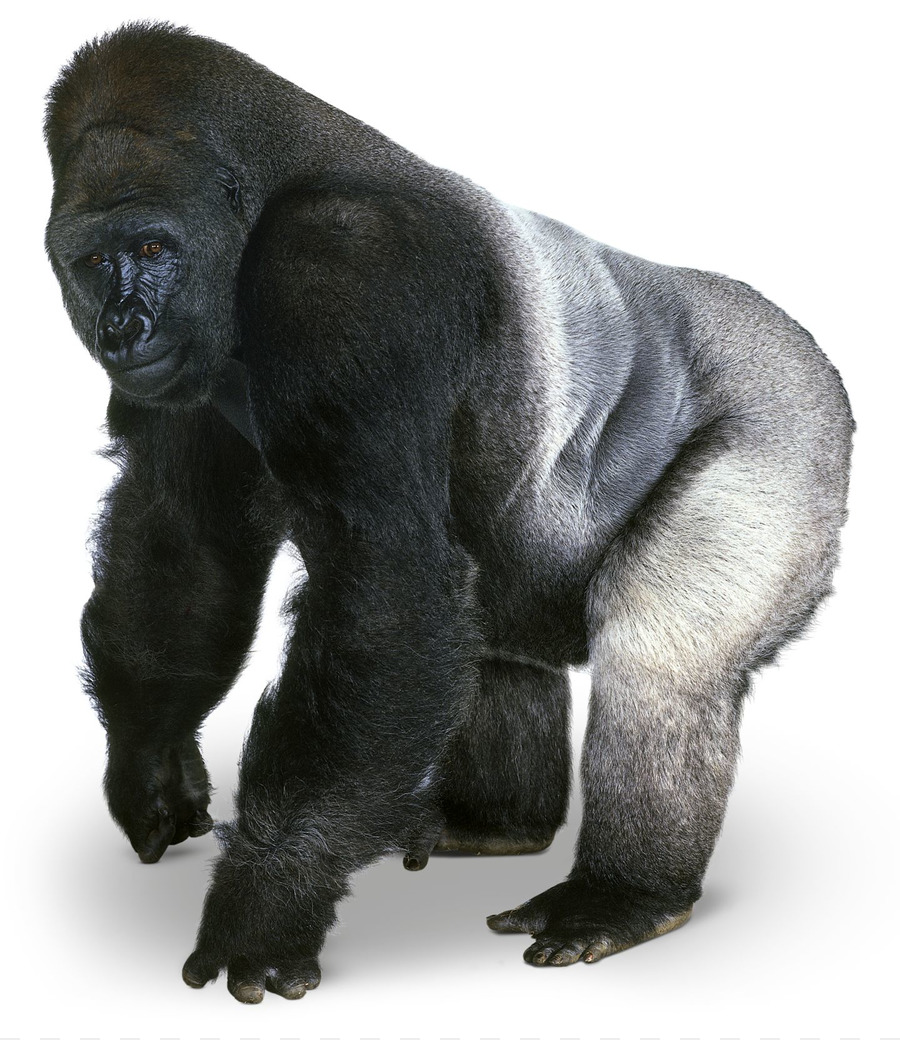 Bwindi Impenetrable National Park Western lowland gorilla Mountain gorilla Eastern lowland gorilla Chimpanzee - File PNG Gorilla png download - 1440*1661 - Free Transparent Bwindi Impenetrable National Park png Download.