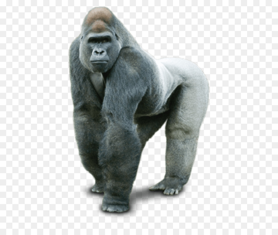 Gorilla Portable Network Graphics Clip art Desktop Wallpaper Image - gorilla png download - 480*744 - Free Transparent Gorilla png Download.