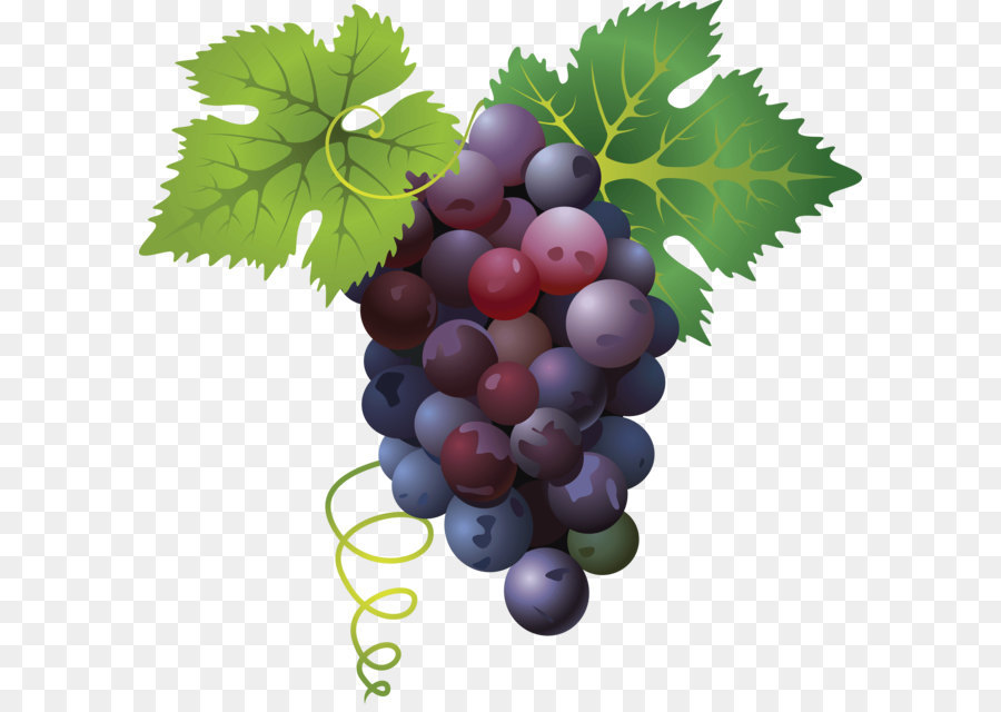 Divertimento Fruit - Grape Png Image png download - 3577*3481 - Free Transparent Common Grape Vine png Download.