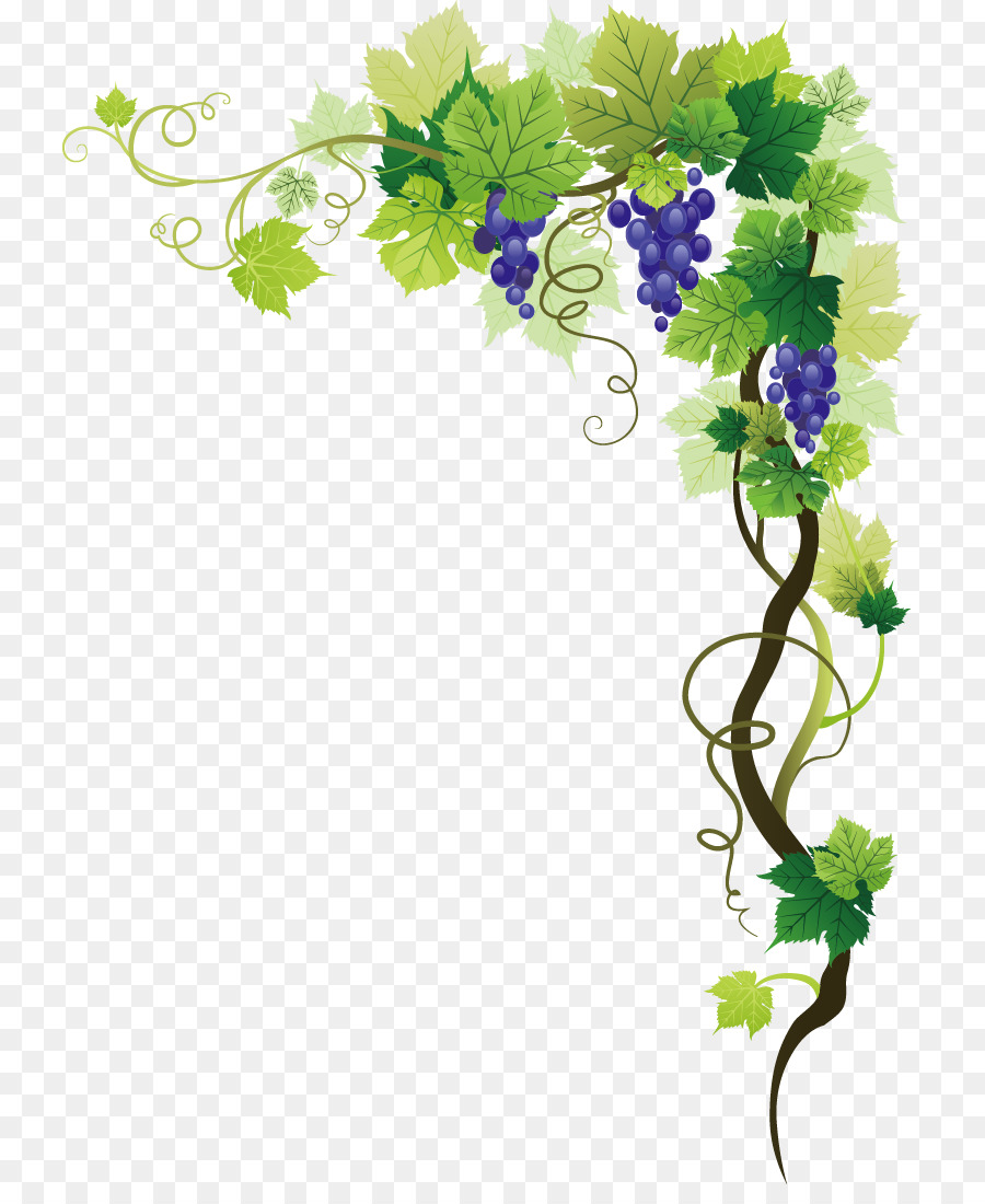 Common Grape Vine Picture frame Clip art - grape png download - 785*1082 - Free Transparent Common Grape Vine png Download.