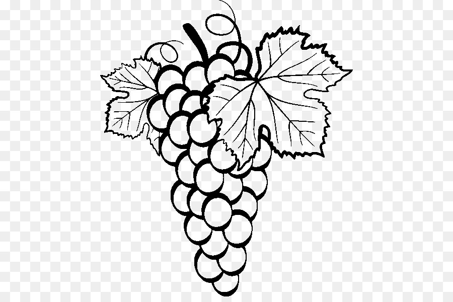 Common Grape Vine Drawing Clip art - grape png download - 502*589 - Free Transparent Common Grape Vine png Download.
