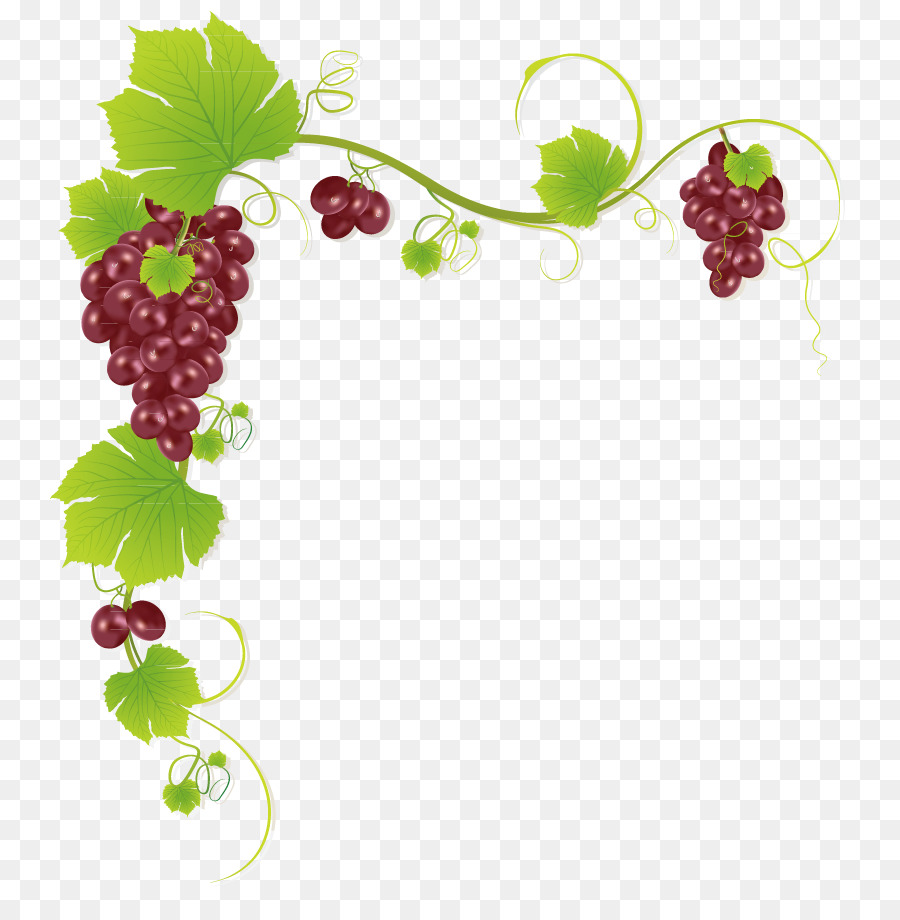 Common Grape Vine Wine Juice Muscadine grape - Grape frame string png download - 881*906 - Free Transparent Common Grape Vine png Download.