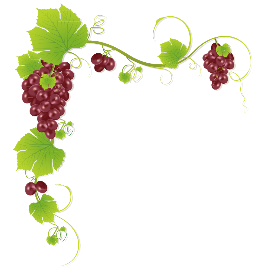 Common Grape Vine Wine Juice Muscadine grape - Grape frame string png ...