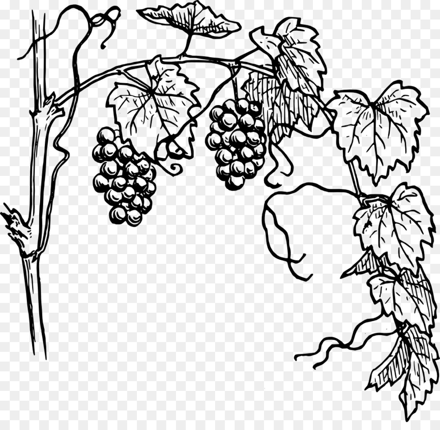 Common Grape Vine Drawing Wine Clip art - grape png download - 1000*960 - Free Transparent Common Grape Vine png Download.