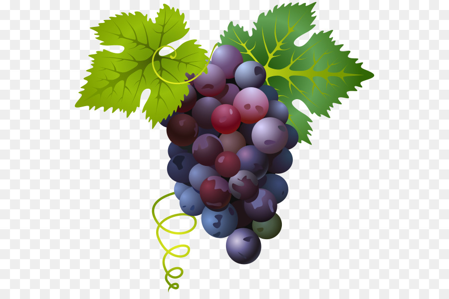 Common Grape Vine - Vector grape fruit png download - 600*594 - Free Transparent Common Grape Vine png Download.