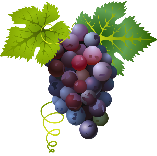 Common Grape Vine - Vector grape fruit png download - 600*594 - Free ...