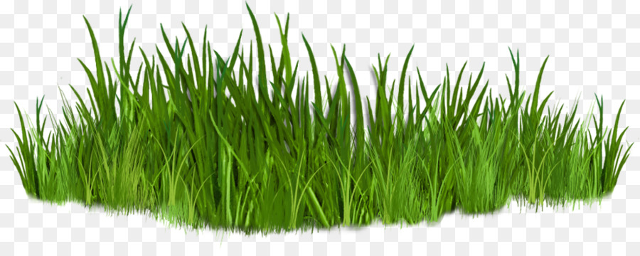 Free content Thumbnail Clip art - Grass Cliparts png download - 1000*388 - Free Transparent Free Content png Download.