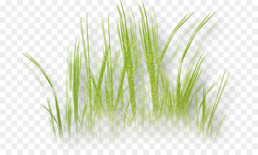 Herbaceous plant Grass Clip art - grass png download - 800*537 - Free Transparent Herbaceous Plant png Download.