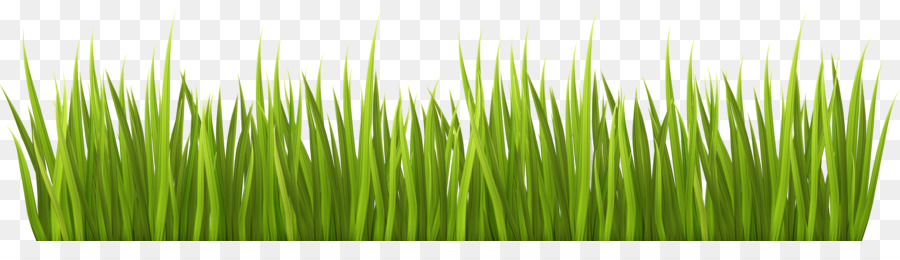 Lawn Garden Clip art - grass png download - 8000*2142 - Free Transparent Lawn png Download.