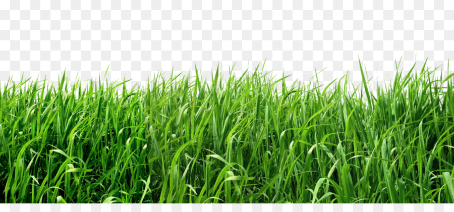 Lawn Clip art - Grass png download - 1800*805 - Free Transparent Photography png Download.