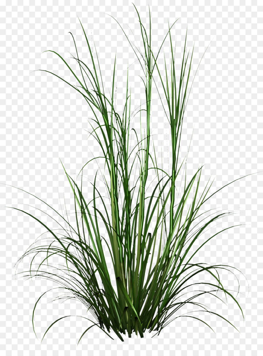Tall Grass Png HD Photo png download - 1435*1938 - Free Transparent Image File Formats png Download.