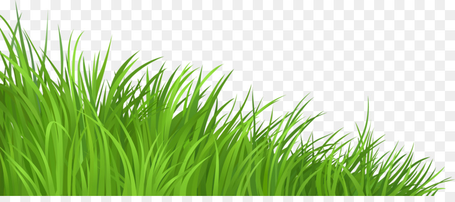 Lawn Clip art - grass png download - 1280*552 - Free Transparent Lawn png Download.