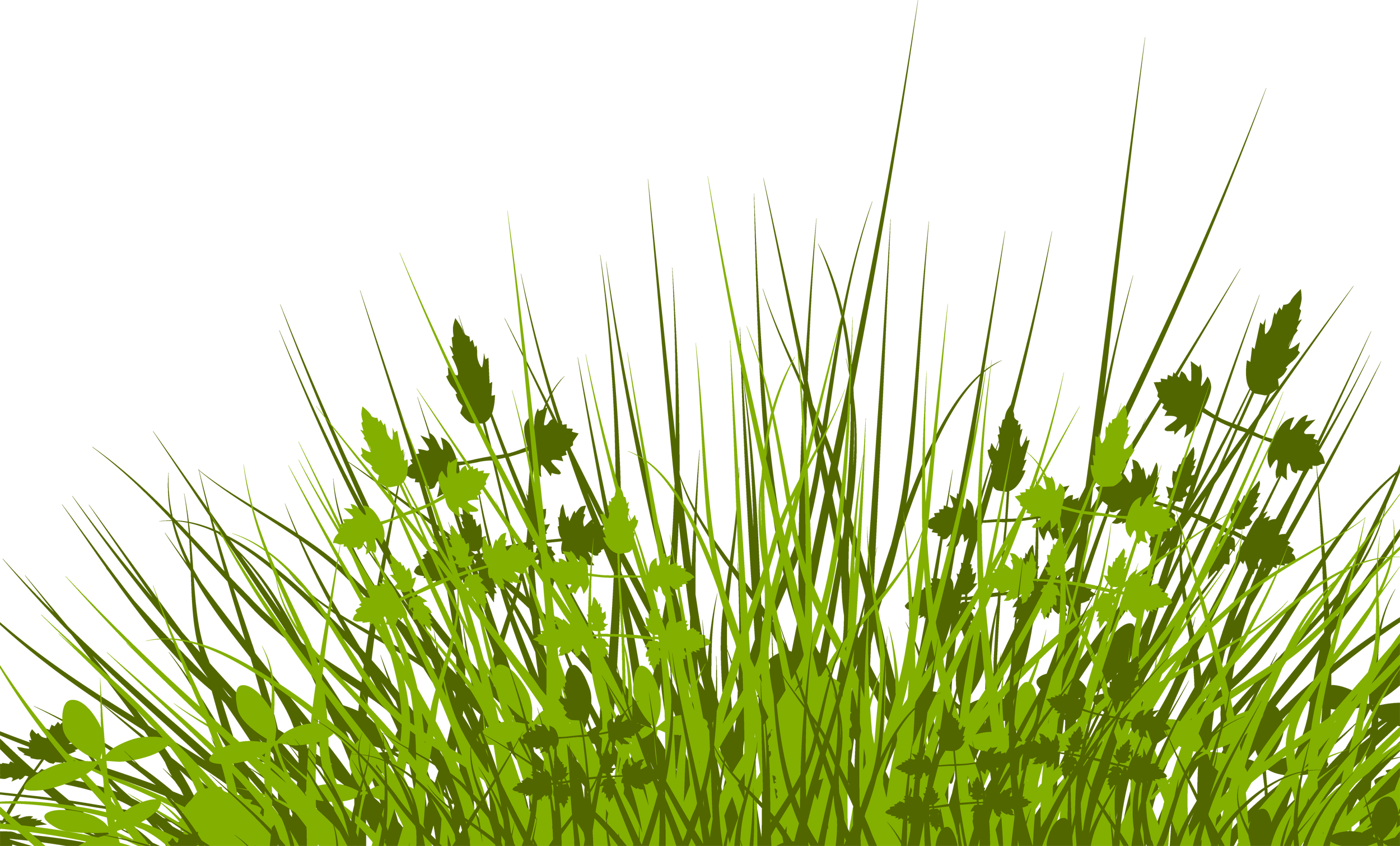 Grass plant. Трава. Трава на прозрачном фоне. Зеленая трава на белом фоне. Травинка на прозрачном фоне.