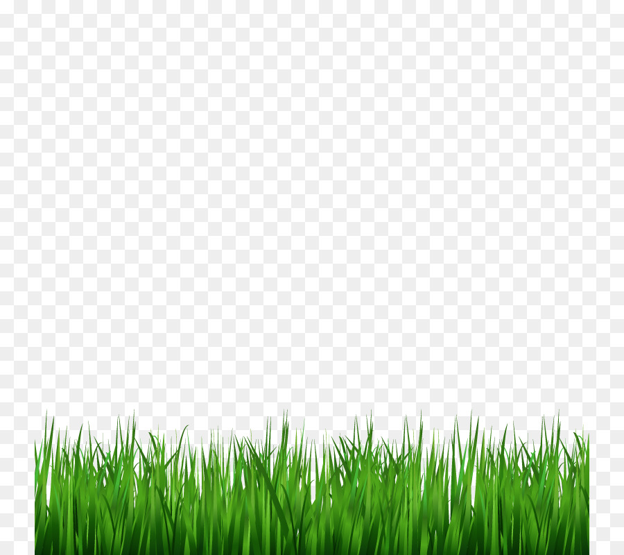 Lawn Green Wallpaper - Vector grass png download - 800*800 - Free Transparent Lawn png Download.