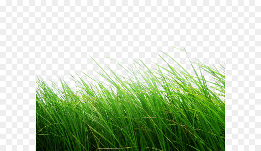 Python Imaging Library - grass png image, green grass PNG picture png download - 1024*819 - Free Transparent Python Imaging Library png Download.