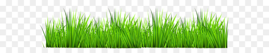 Easy English Vocabulary Stock photography Download Clip art - Grass Decor PNG Clipart png download - 3788*974 - Free Transparent Stock Photography png Download.