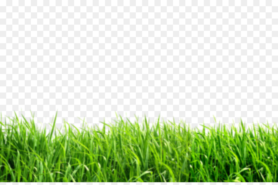 Lawn Desktop Wallpaper Clip art - grass png download - 1600*1051 - Free Transparent Lawn png Download.