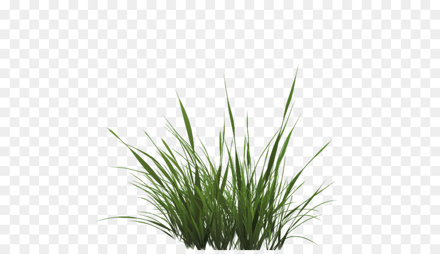 Texture mapping Drawing Lawn - Tall Grass Texture Alpha png download - 512*512 - Free Transparent Texture Mapping png Download.