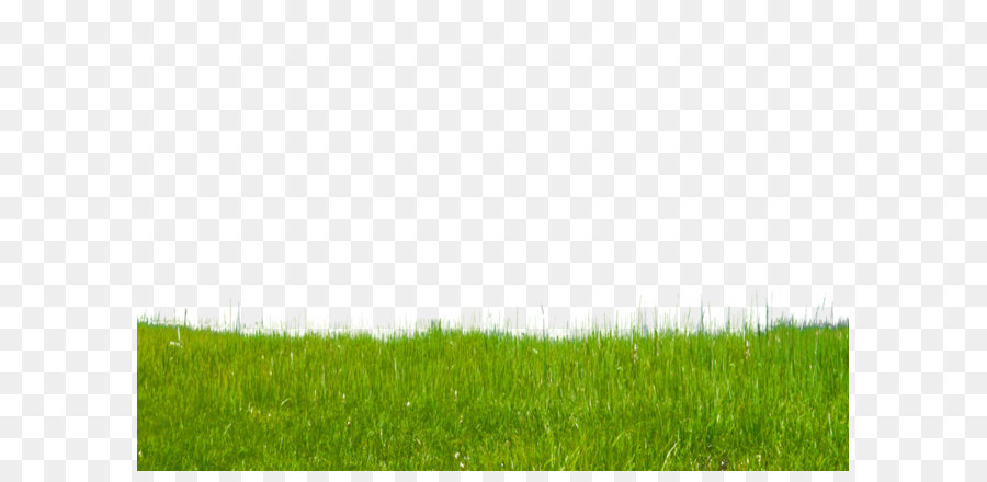 Lawn Green Grasses Grassland Wallpaper - Grass Free Download Png png download - 1098*727 - Free Transparent Lawn png Download.