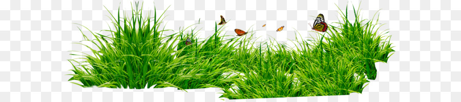 Computer file - grass png image, green grass PNG picture png download - 2958*898 - Free Transparent RAR png Download.