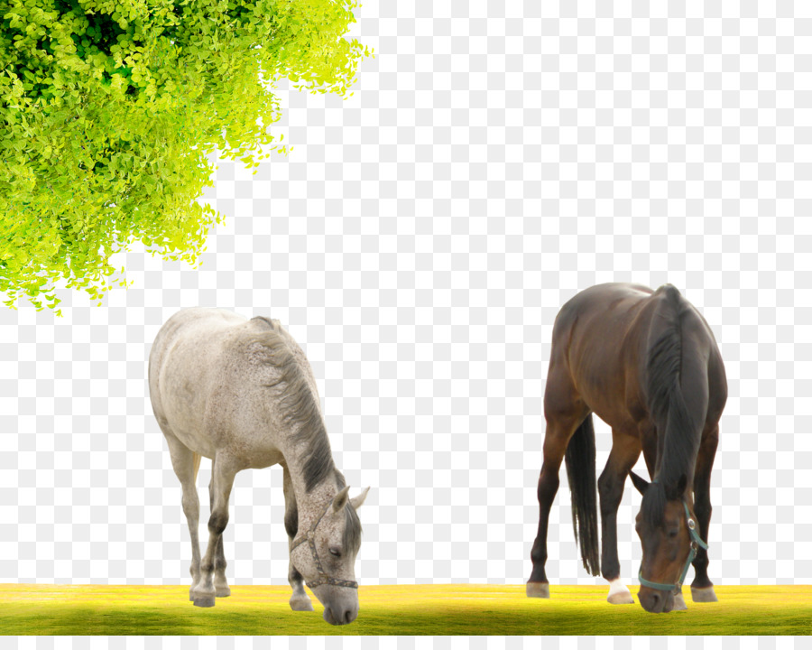 Mustang Stallion Mare Pony - Free grazing two horses to pull the material png download - 2300*1800 - Free Transparent Mustang png Download.