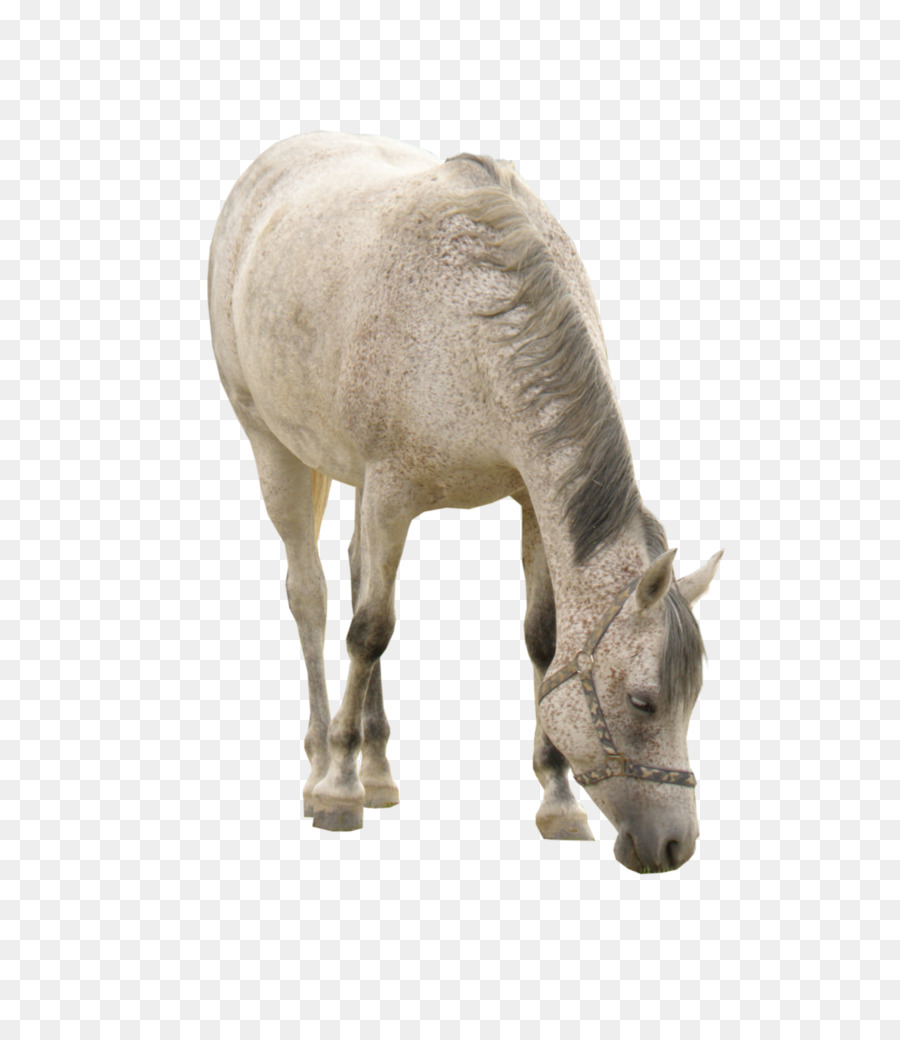Horse White Download Computer file - White Horse Grazing png download - 774*1032 - Free Transparent Horse png Download.
