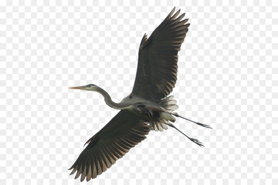 Green heron Bird Stork Great blue heron - Bird png download - 502*599 - Free Transparent Heron png Download.