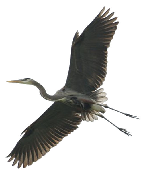 Green heron Bird Stork Great blue heron - Bird png download - 502*599 ...