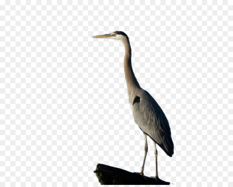 Great blue heron Egret - Stork Cartoon png download - 534*712 - Free Transparent Heron png Download.