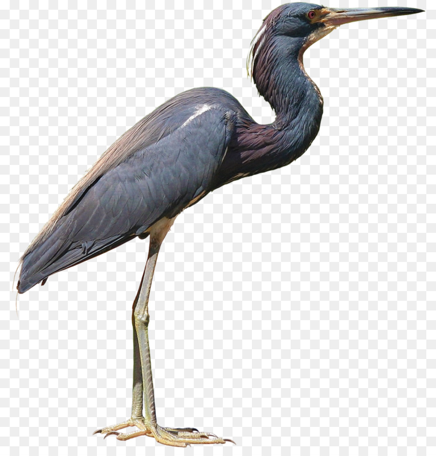 Little blue heron - others png download - 862*927 - Free Transparent Little Blue Heron png Download.