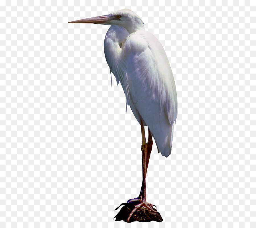 Great egret Bird White stork Little blue heron Blog - Bird png download - 488*792 - Free Transparent Great Egret png Download.