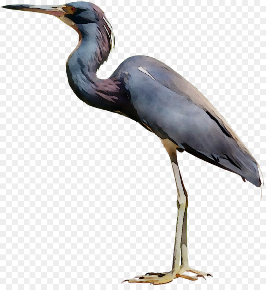 Little blue heron Bird Crane Egret -  png download - 1077*1158 - Free Transparent Little Blue Heron png Download.