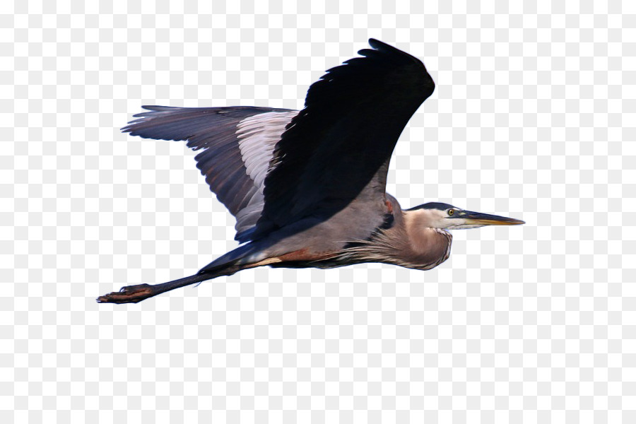 Great blue heron Grey heron Bird Cormorant Illustration - Osprey flying in the air png download - 900*600 - Free Transparent Great Blue Heron png Download.