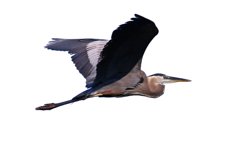 Great blue heron Grey heron Bird Cormorant Illustration - Osprey flying ...