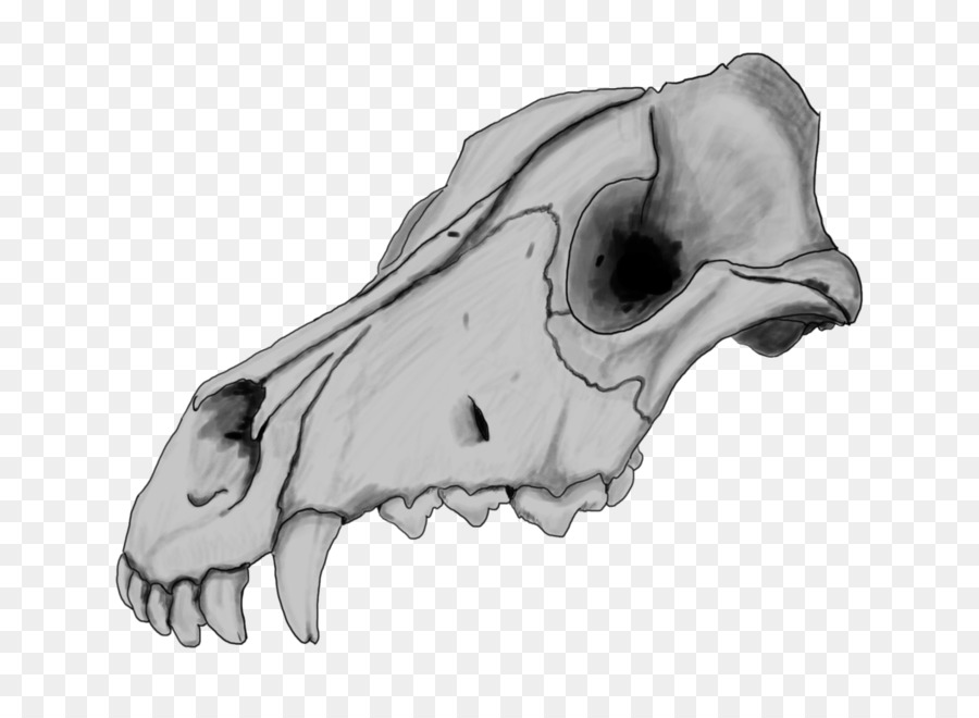 Dogo Argentino Skull Drawing Great Dane Dog anatomy - drawing png download - 1057*756 - Free Transparent Dogo Argentino png Download.