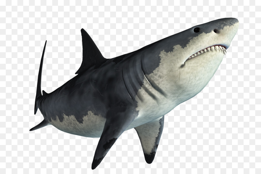 Tiger shark Great white shark Web browser - shark png download - 800*600 - Free Transparent Tiger Shark png Download.