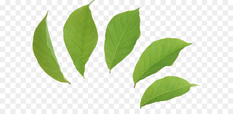 Leaf Tea Green Euclidean vector - Green leaves picture PNG png download - 2572*1662 - Free Transparent Leaf png Download.