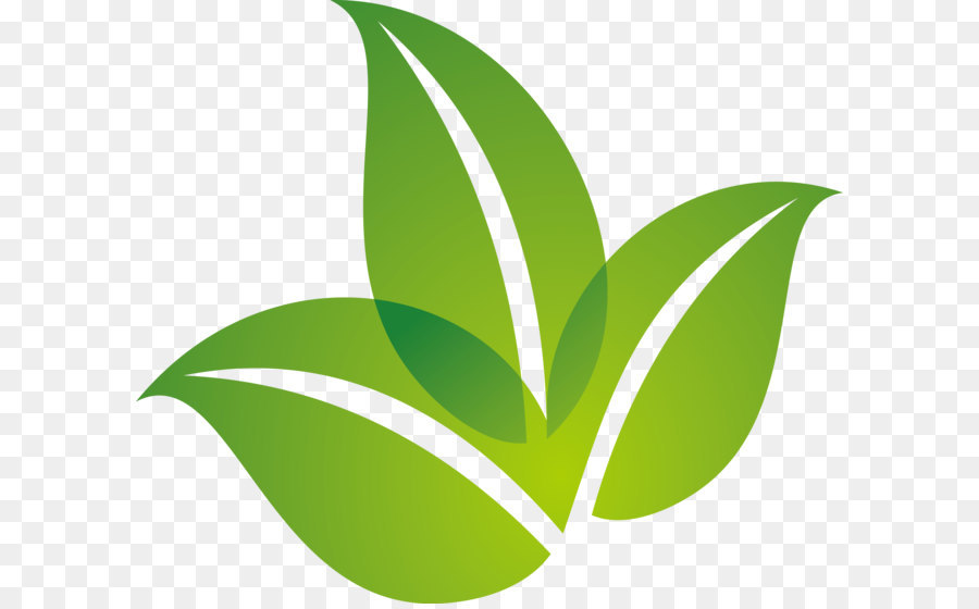 Leaf Logo - Spring green leaf logo design png download - 3233*2758 - Free Transparent Leaf ai,png Download.